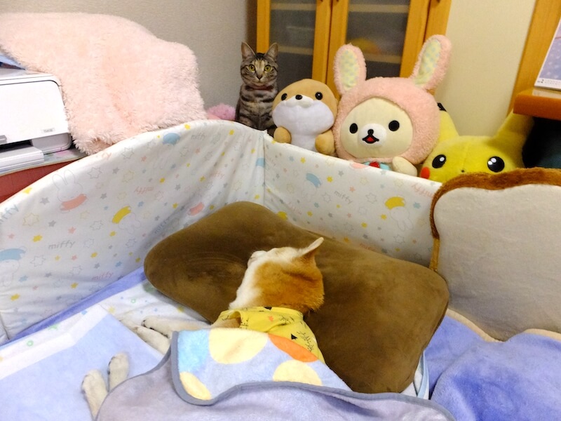 寝たきりの柴犬