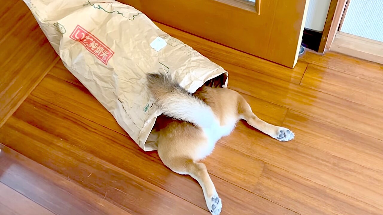 柴犬,YouTube