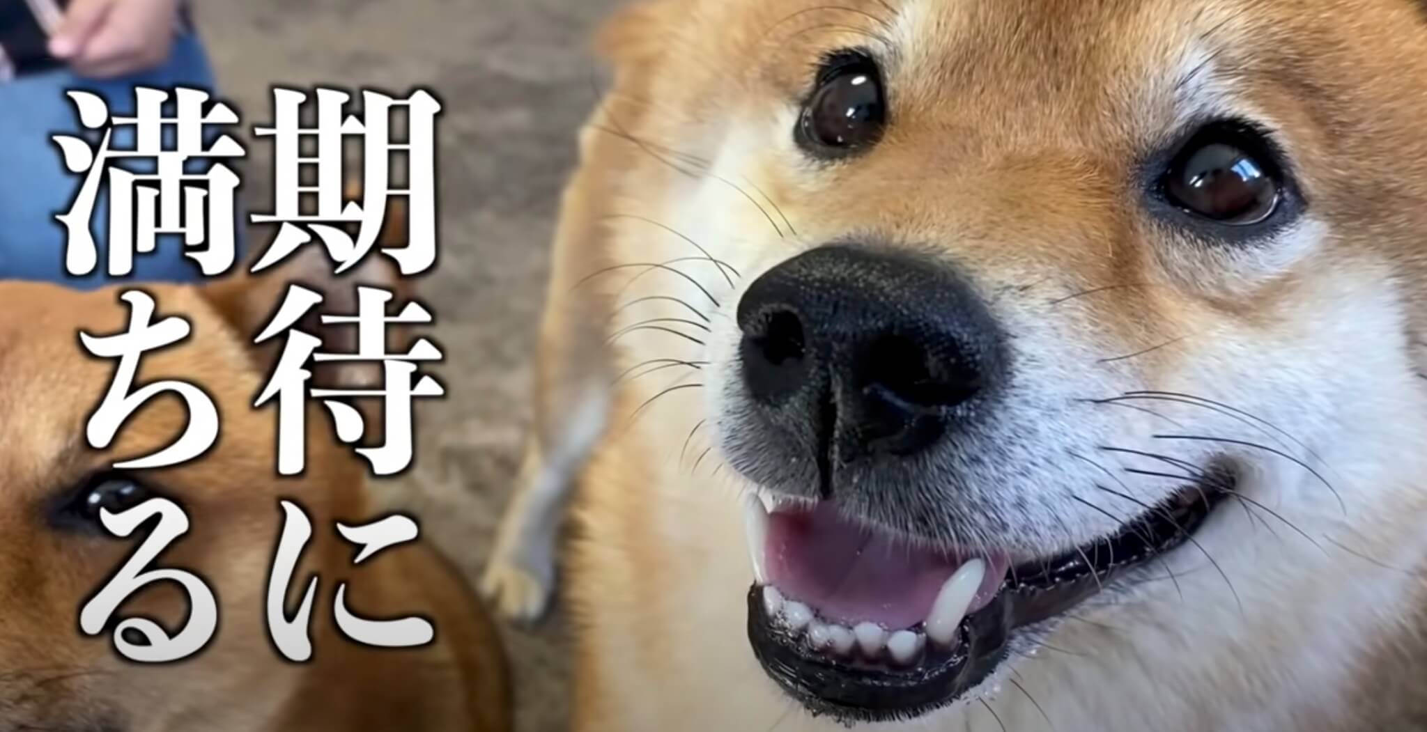 柴犬,YouTube
