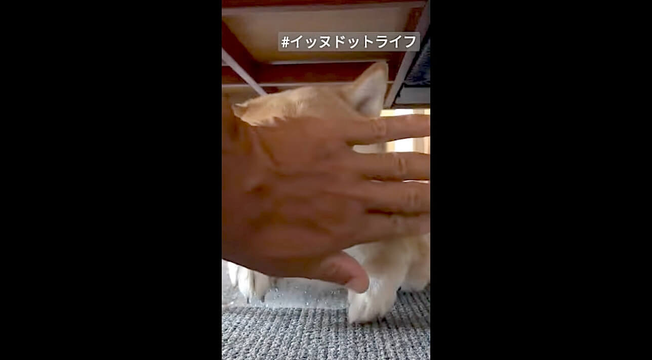 柴犬,動画,イッヌドットライフ