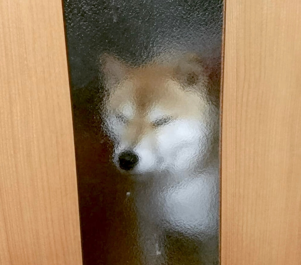 完全に見ておられる…窓で『モザイク化』しても柴犬感が溢れちゃう柴犬