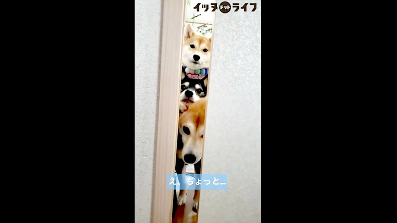 柴犬,動画,イッヌドットライフ