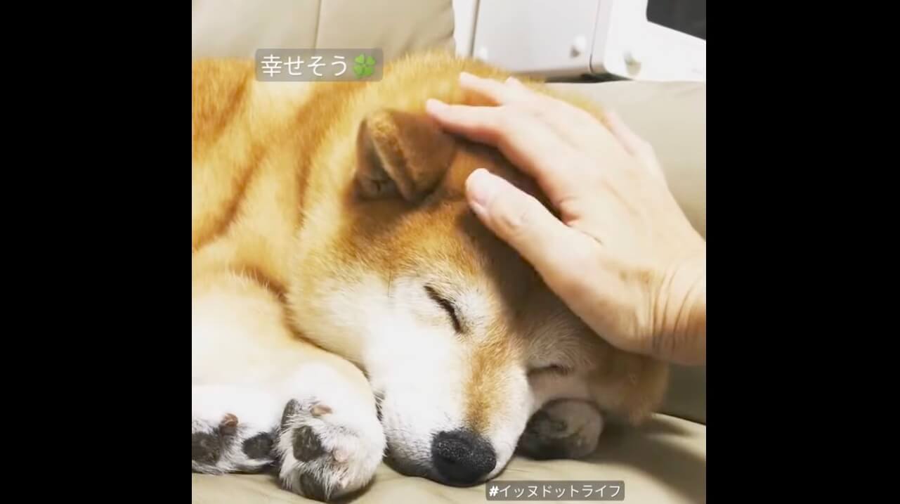 柴犬,動画,イッヌドットライフ