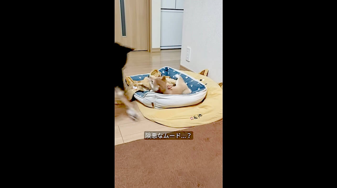 柴犬,動画,イッヌドットライフ