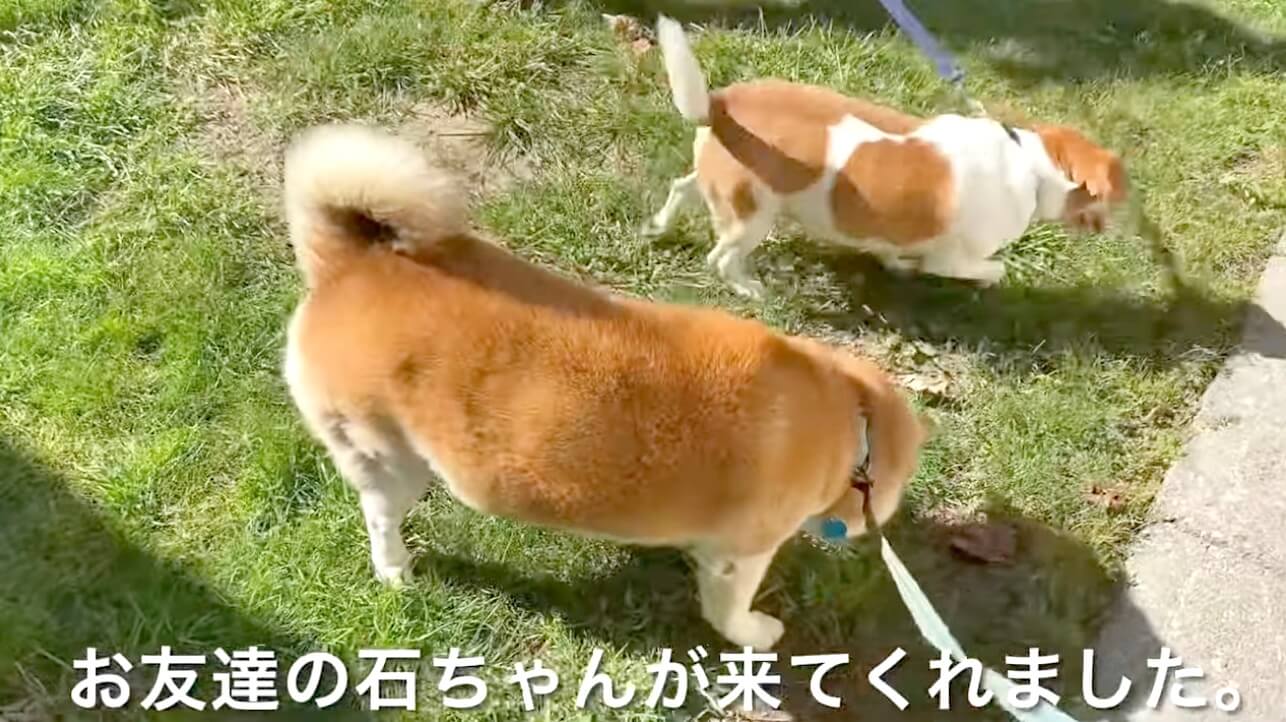 柴犬,YouTube