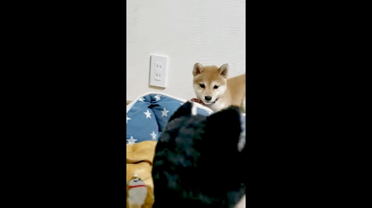 柴犬,動画,イッヌドットライフ