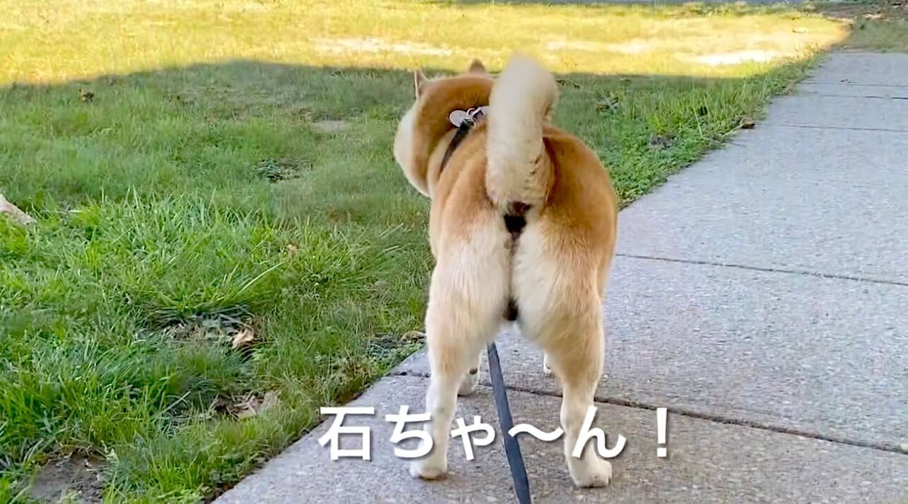 柴犬,YouTube