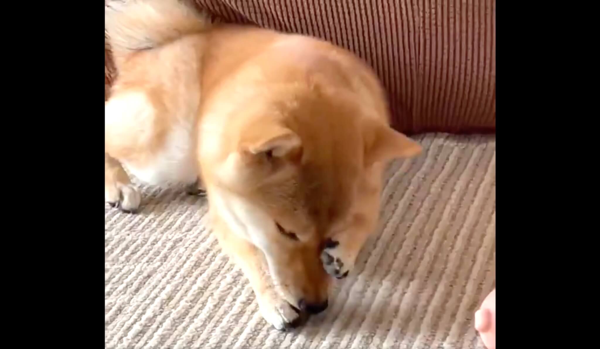 柴犬イラスト,勝手に妄想しば