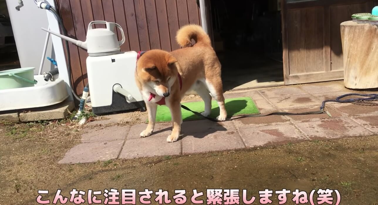 柴犬,YouTube