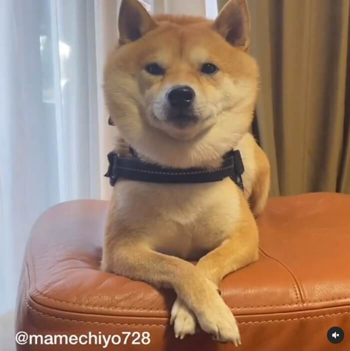 柴犬,Instagram