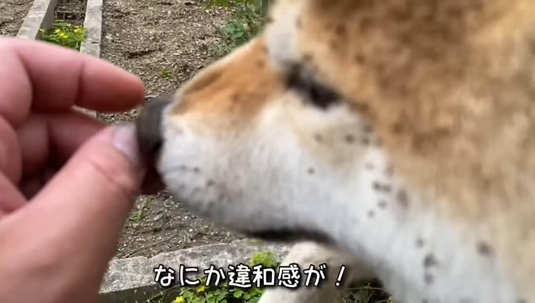柴犬,YouTube