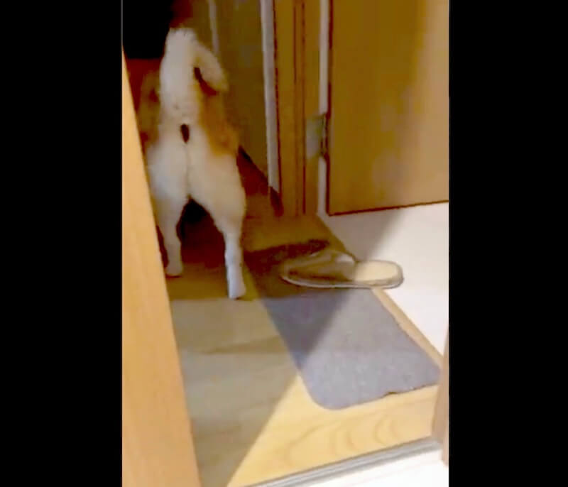 柴犬イラスト,勝手に妄想しば