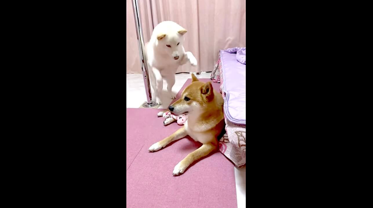 柴犬,YouTube