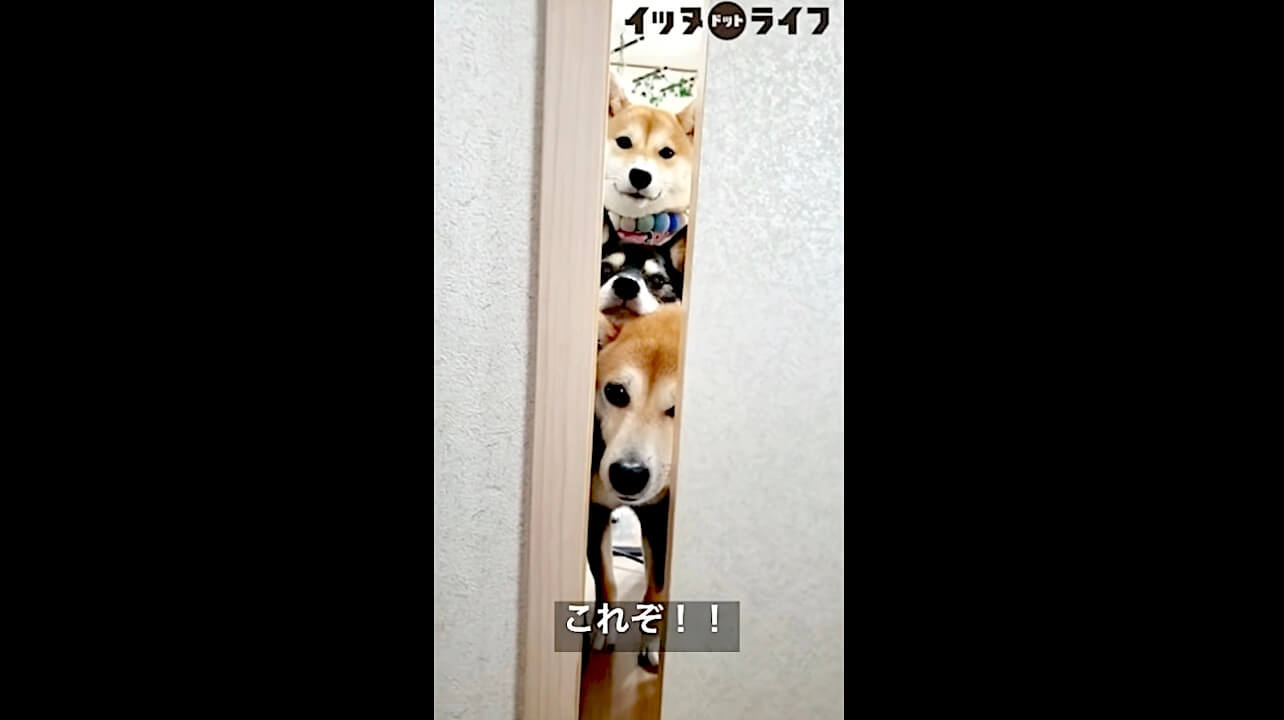 柴犬,動画,イッヌドットライフ
