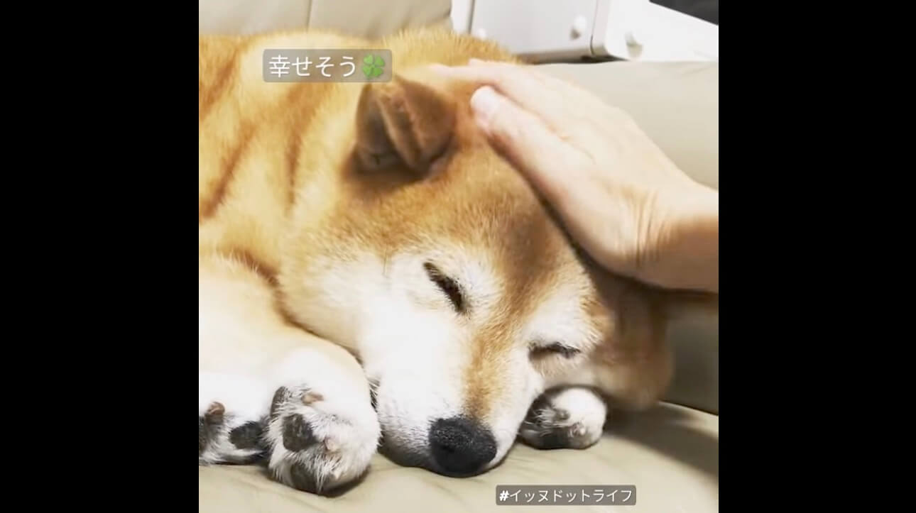 柴犬,動画,イッヌドットライフ