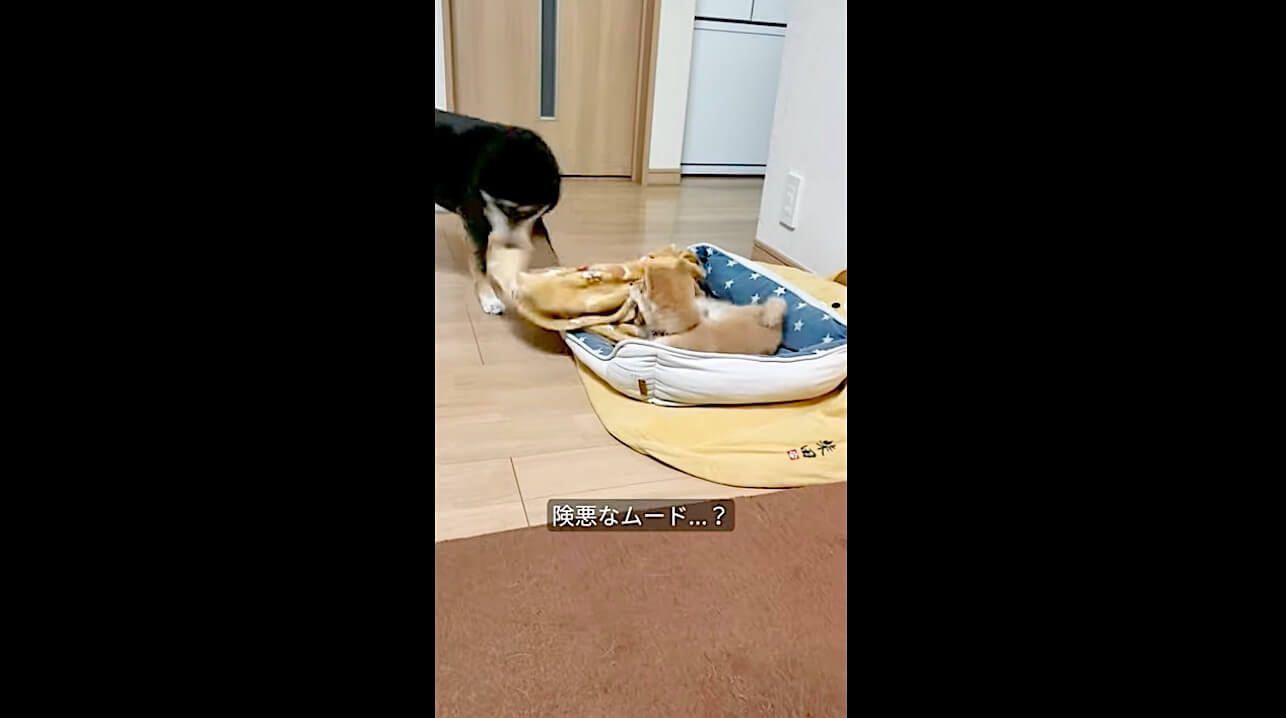 柴犬,動画,イッヌドットライフ