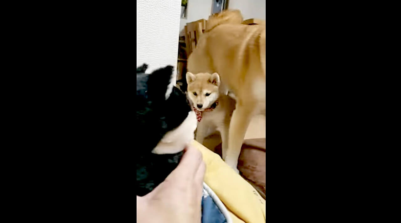 柴犬,動画,イッヌドットライフ
