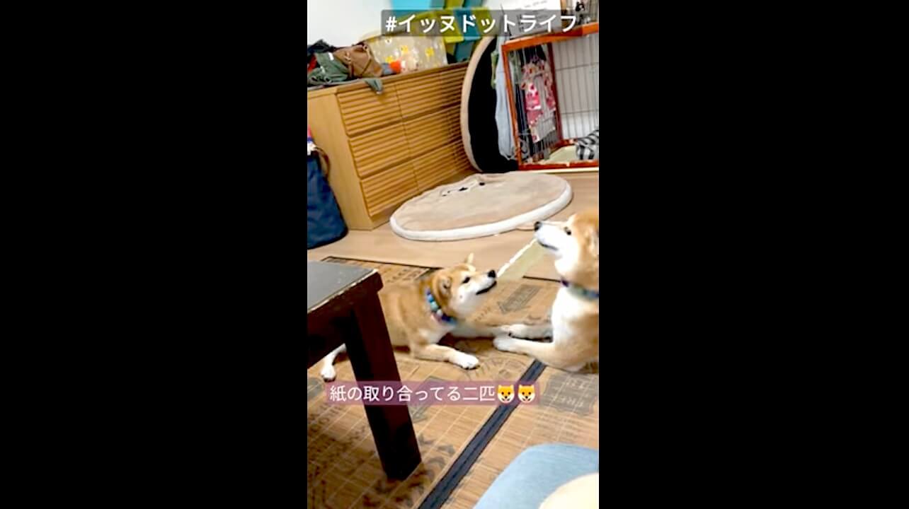 柴犬,YouTube