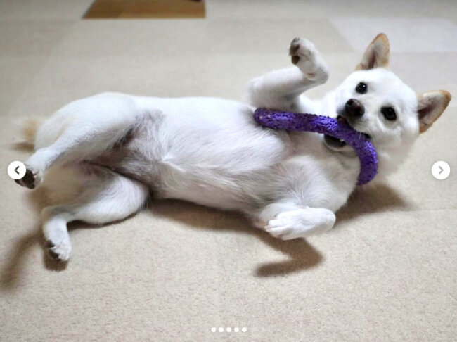 柴犬,Instagram