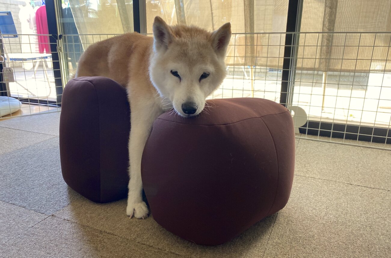 柴犬ライフ,介護,アロン化成,リラクッション