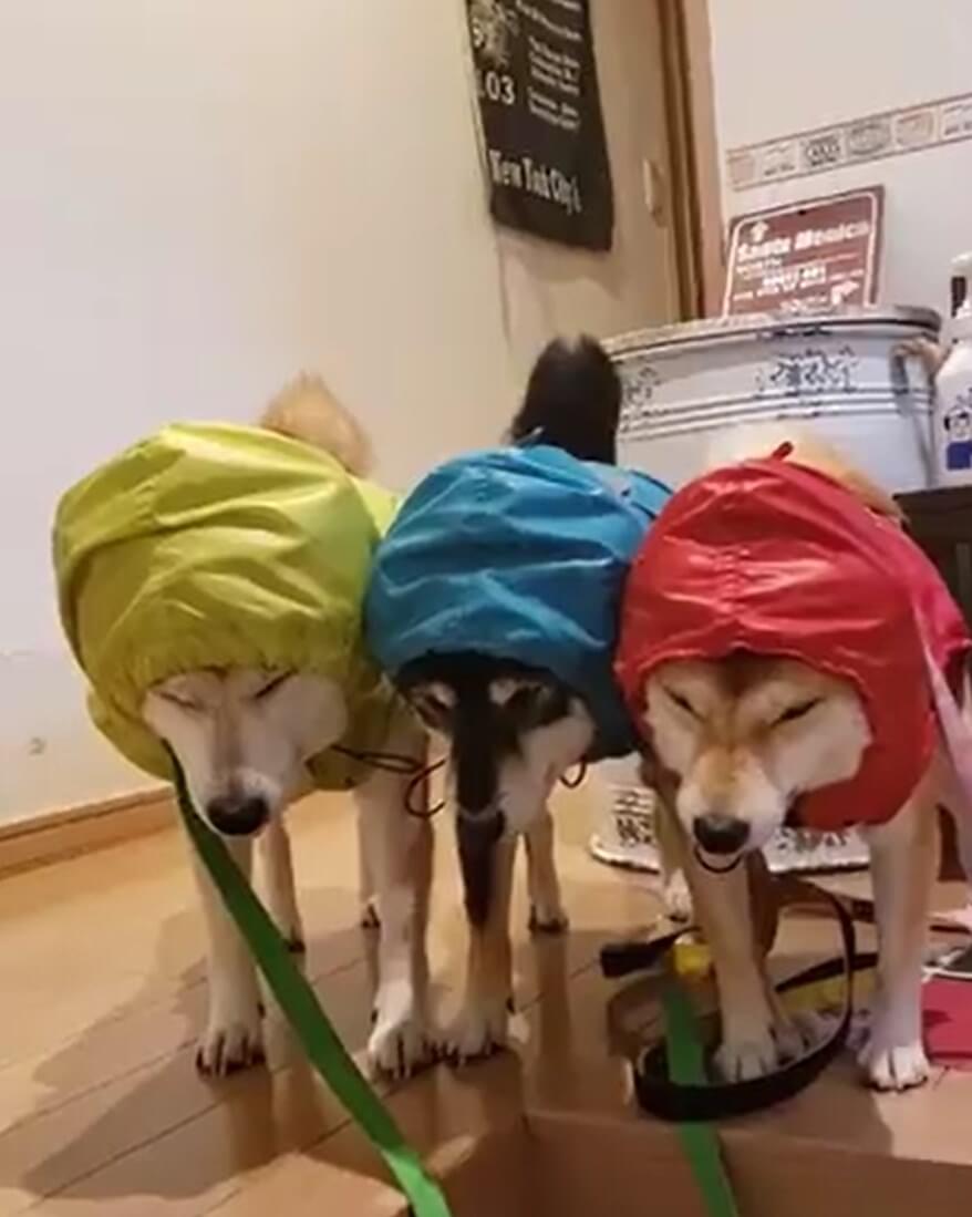 柴犬イラスト,勝手に妄想しば