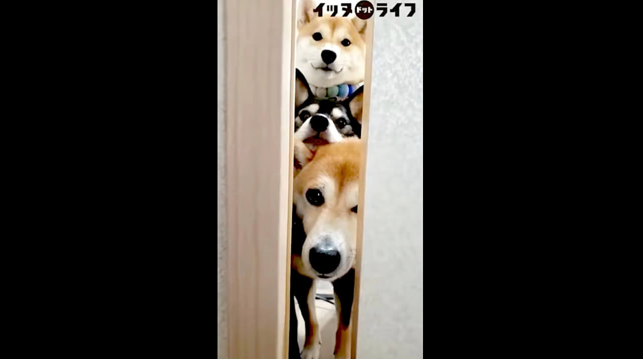 柴犬,動画,イッヌドットライフ