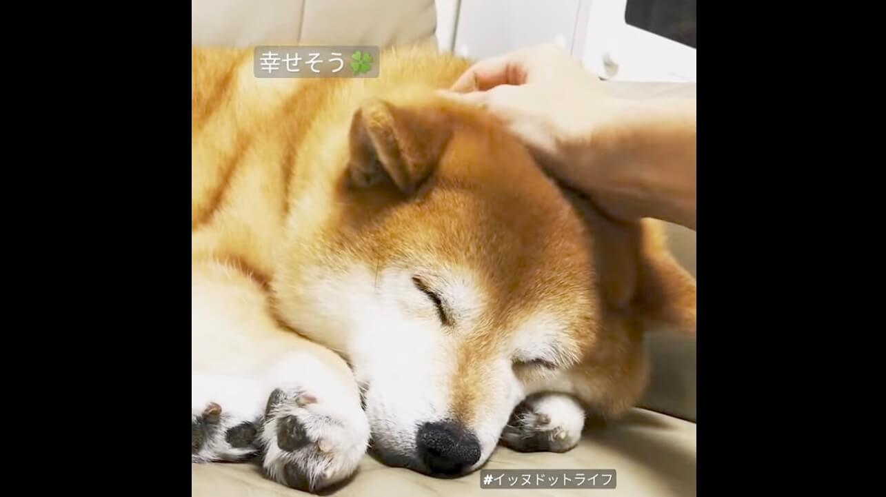 柴犬,動画,イッヌドットライフ