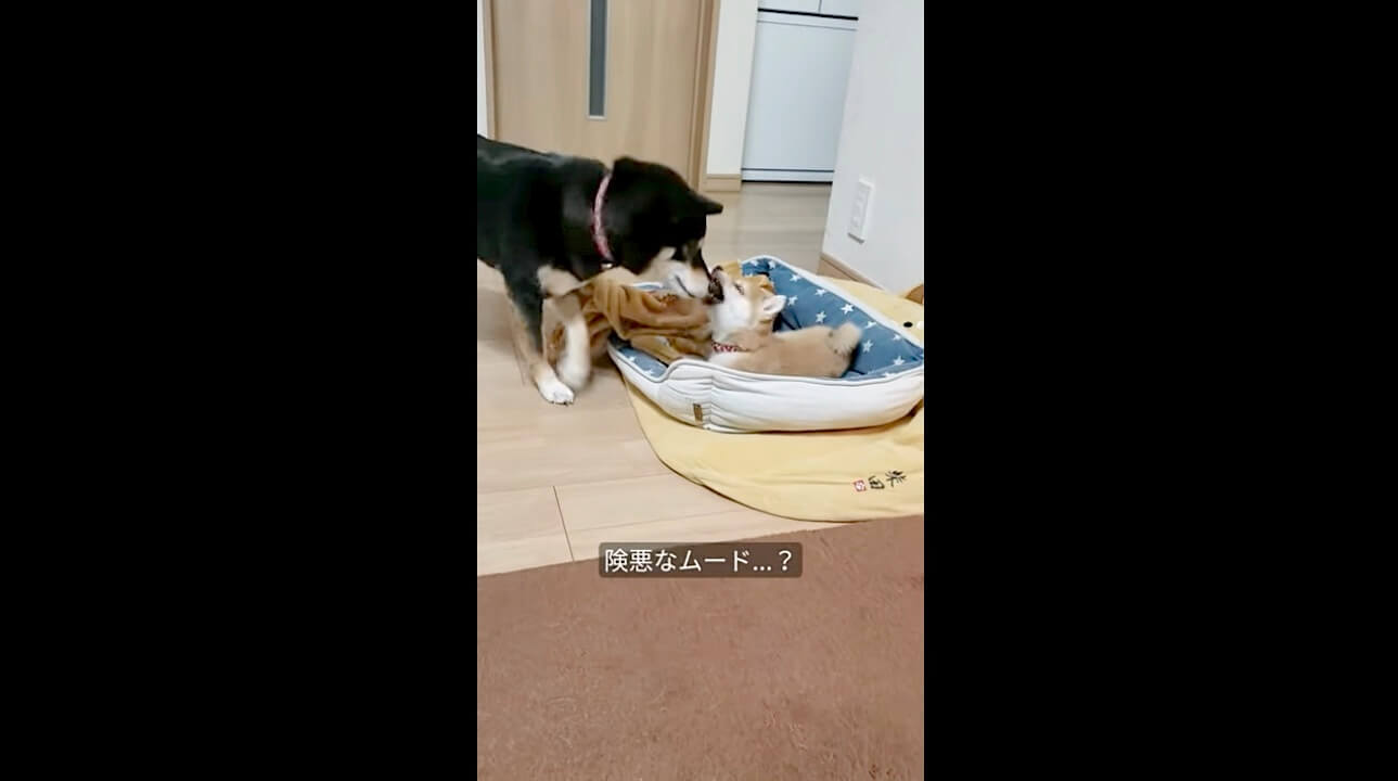 柴犬,動画,イッヌドットライフ