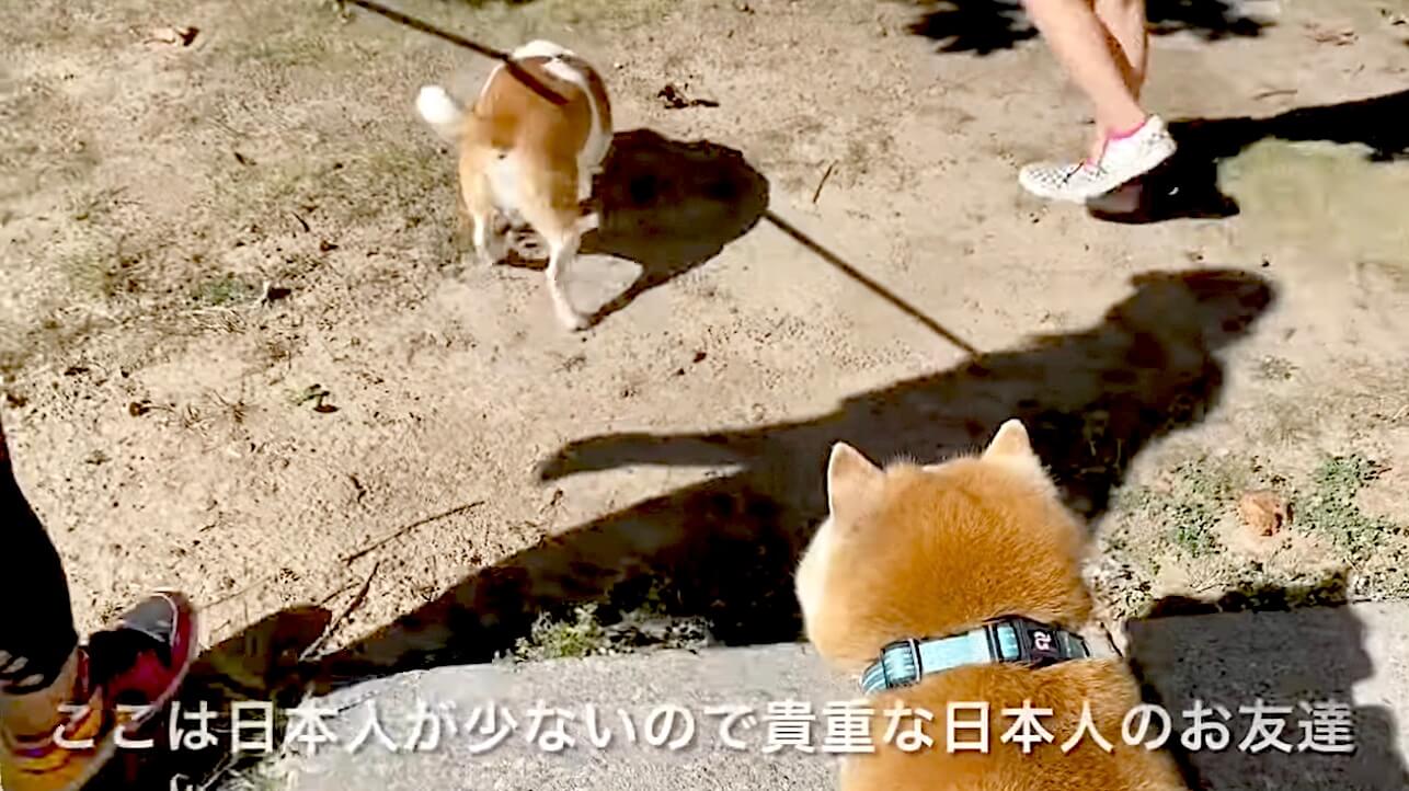 柴犬,YouTube