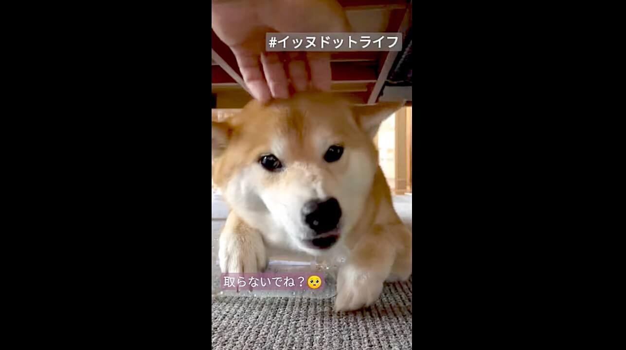 柴犬,動画,イッヌドットライフ