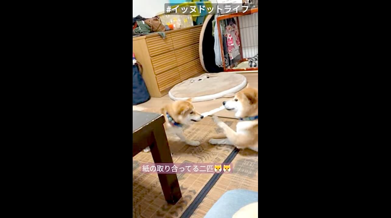 柴犬,YouTube