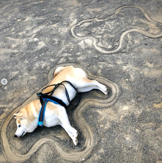 柴犬,Instagram