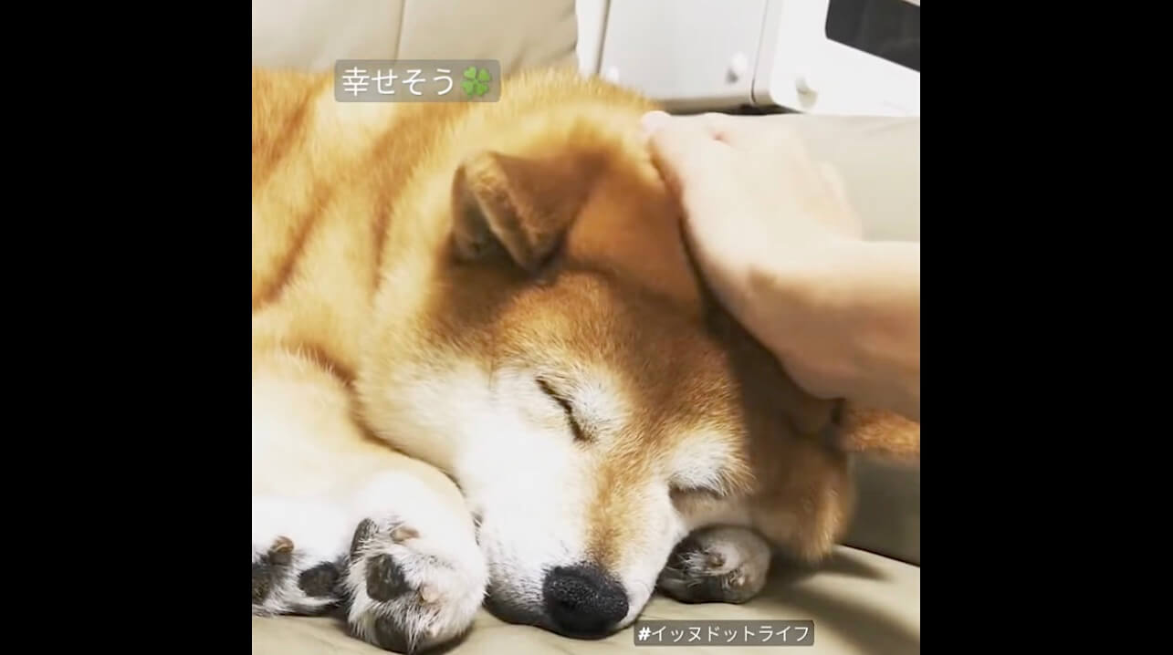 柴犬,動画,イッヌドットライフ