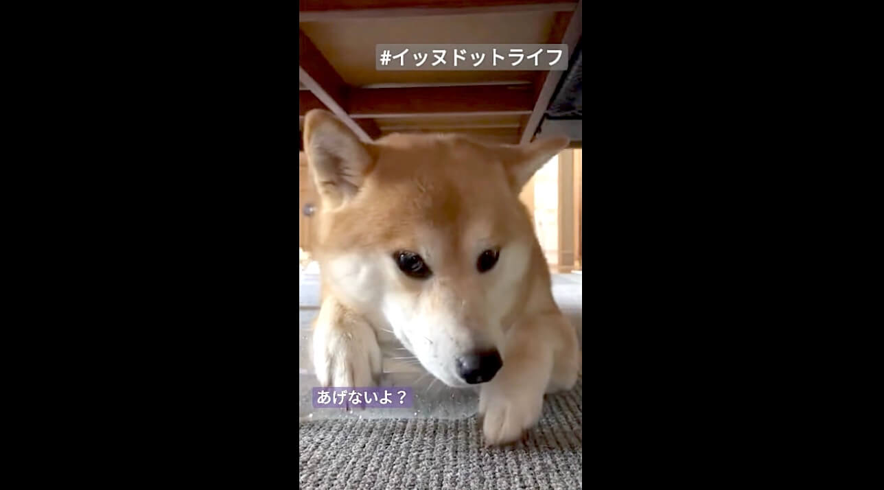 柴犬,動画,イッヌドットライフ
