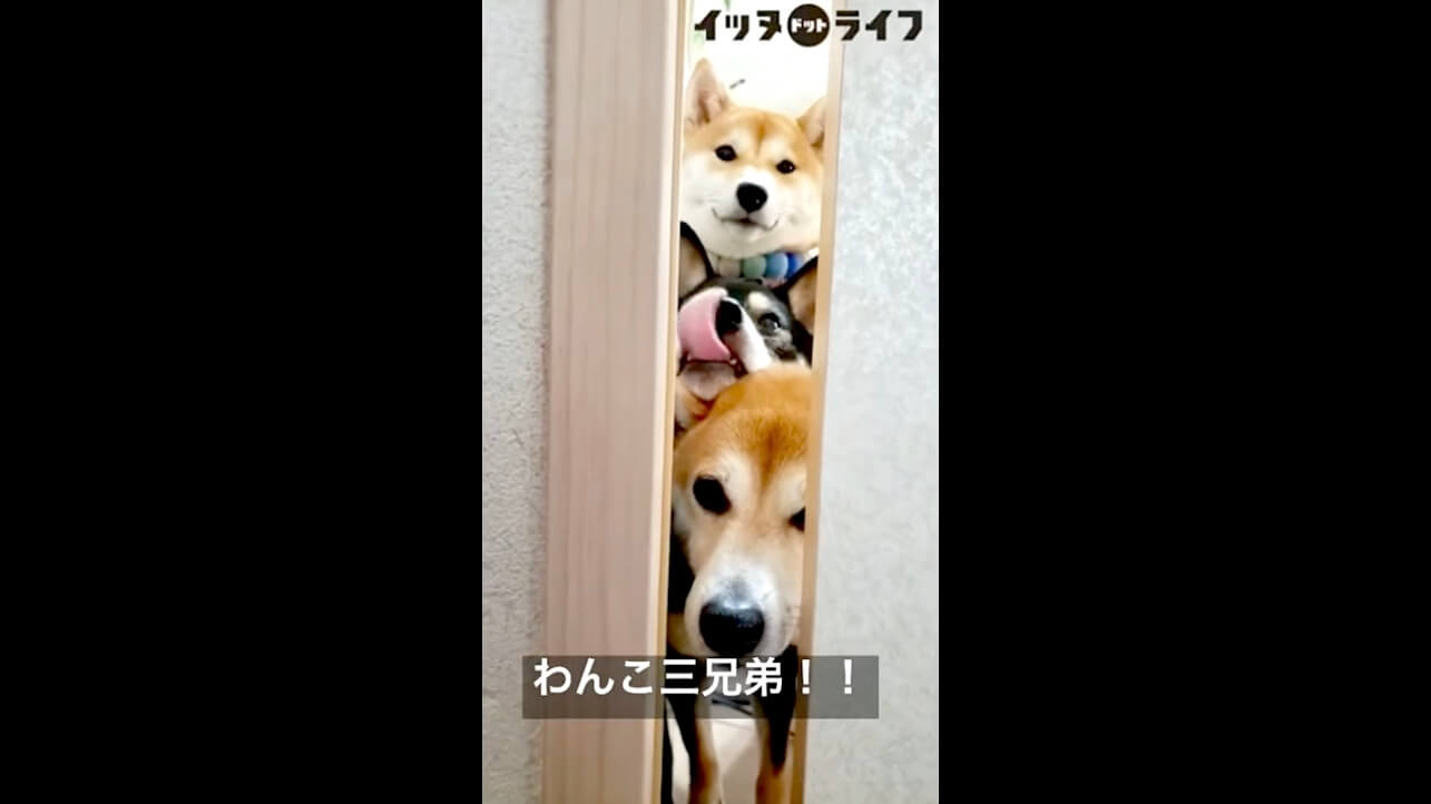 柴犬,動画,イッヌドットライフ