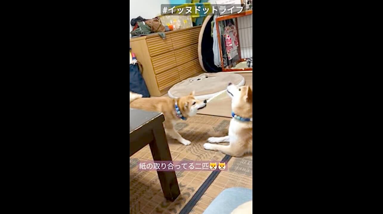 柴犬,YouTube