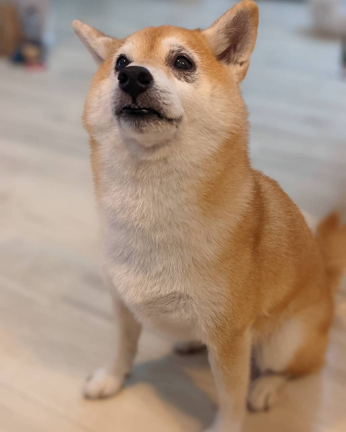 柴犬ライフ,アキナ山名,おまめ