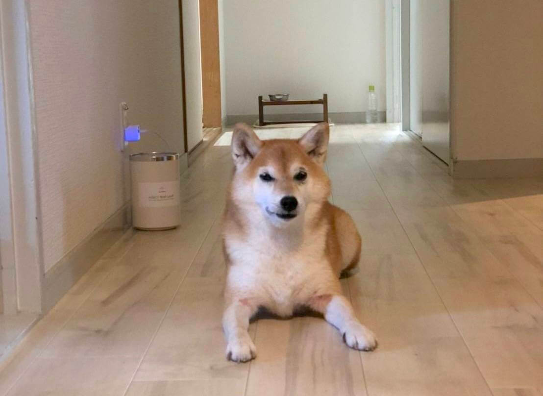 柴犬ライフ,アキナ山名,おまめ