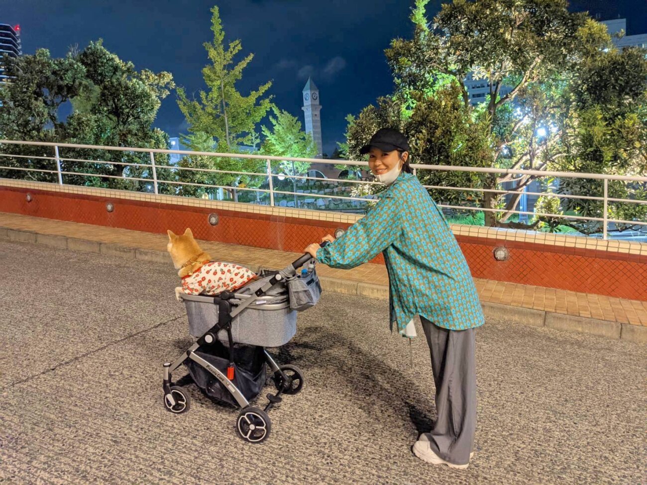 柴犬ライフ,アキナ山名,おまめ