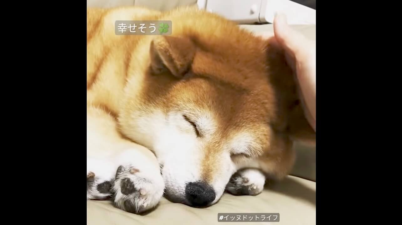 柴犬,動画,イッヌドットライフ