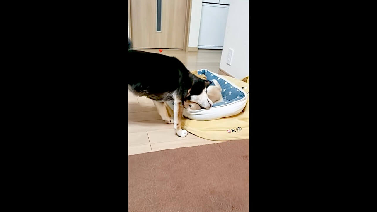柴犬,動画,イッヌドットライフ