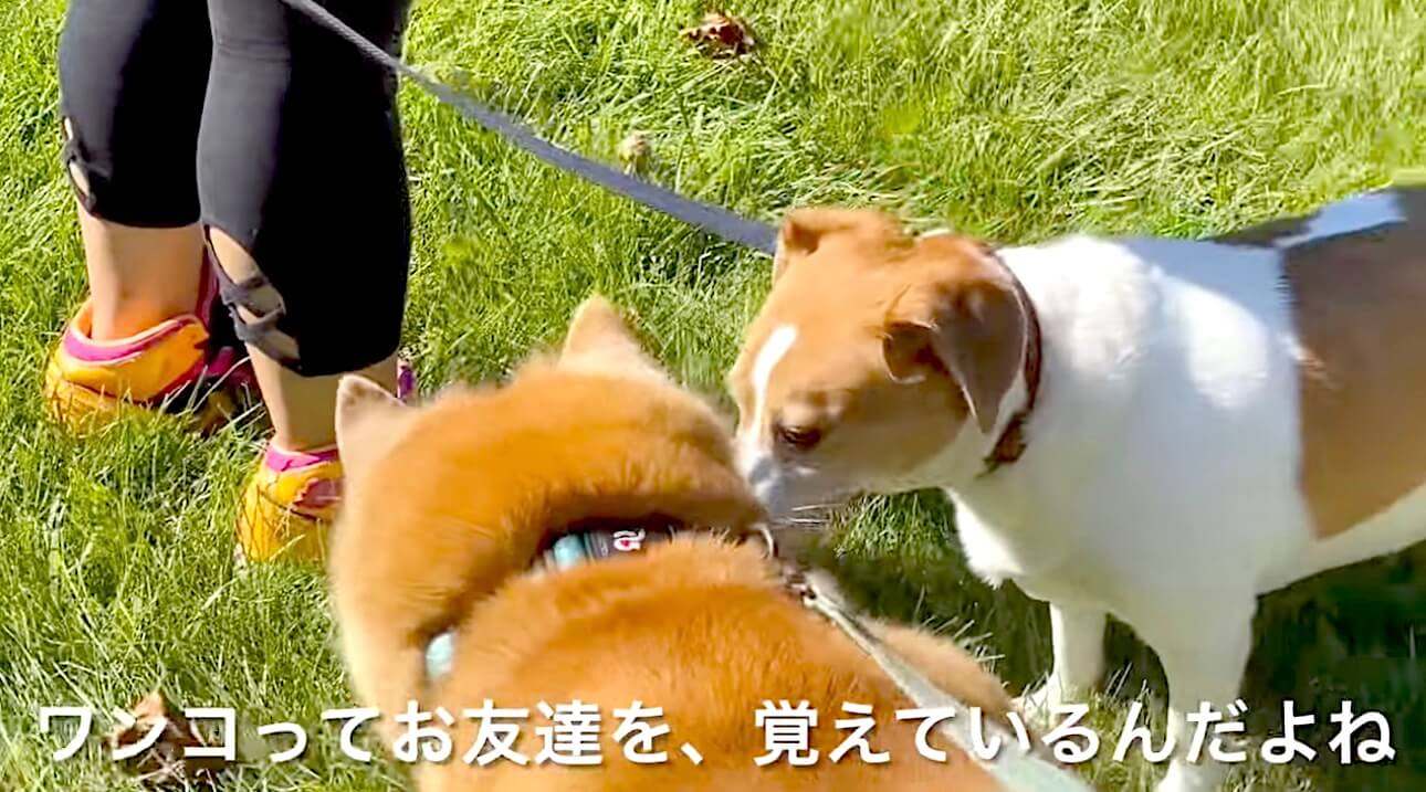 柴犬,YouTube