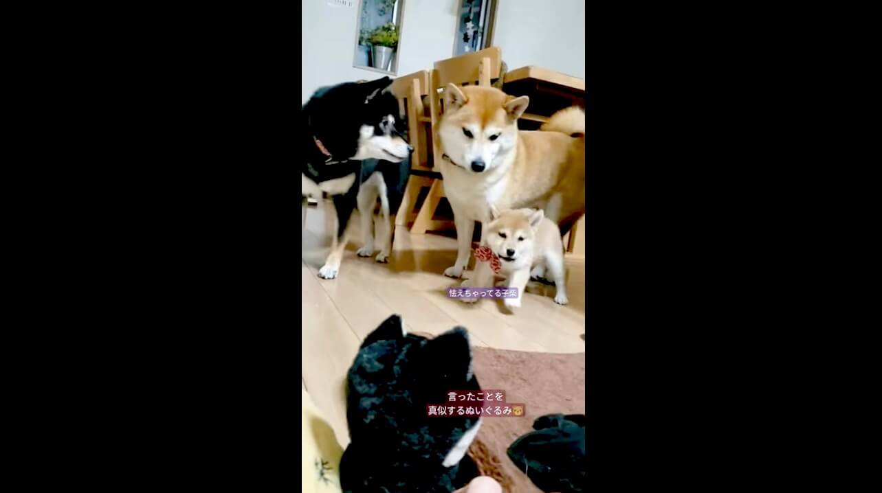 柴犬,動画,イッヌドットライフ