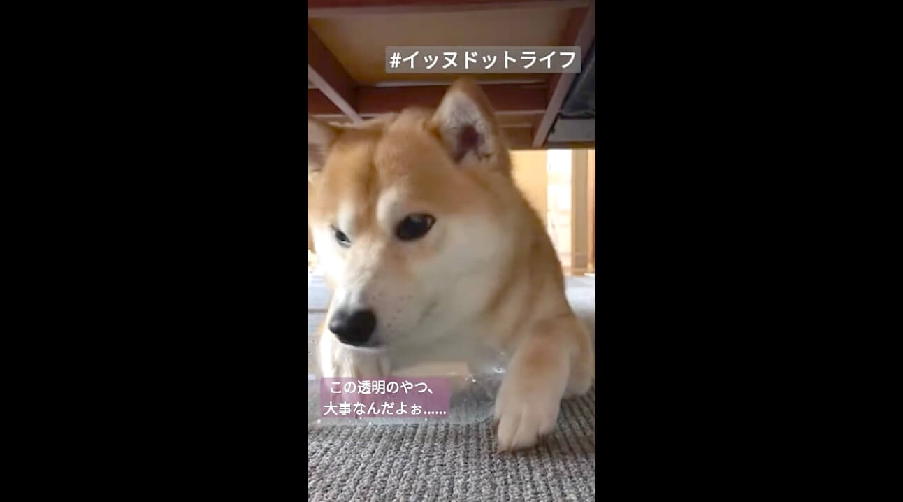 柴犬,動画,イッヌドットライフ