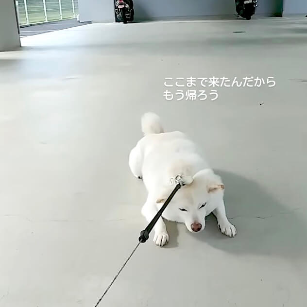 柴犬,Instagram