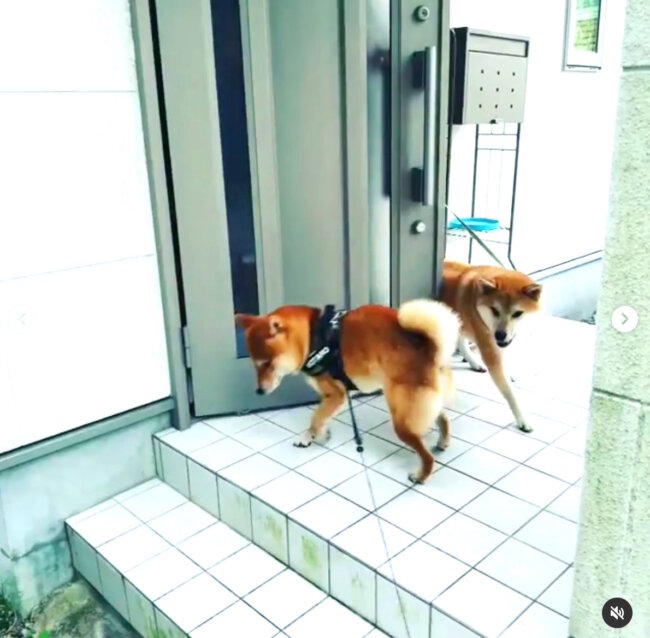 柴犬,Instagram