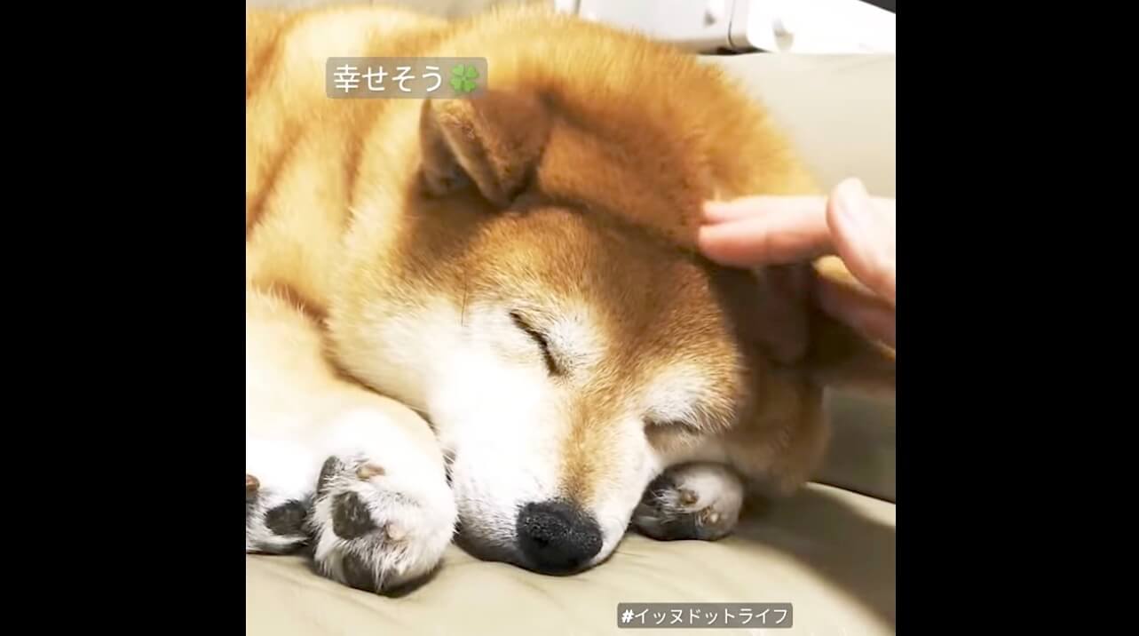 柴犬,動画,イッヌドットライフ