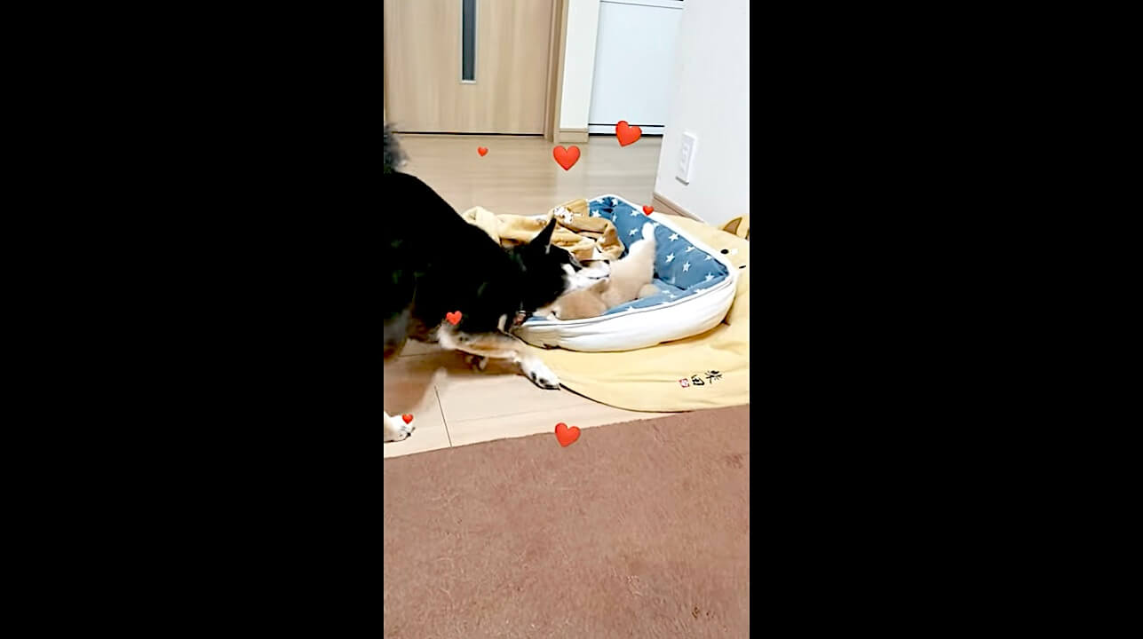 柴犬,動画,イッヌドットライフ