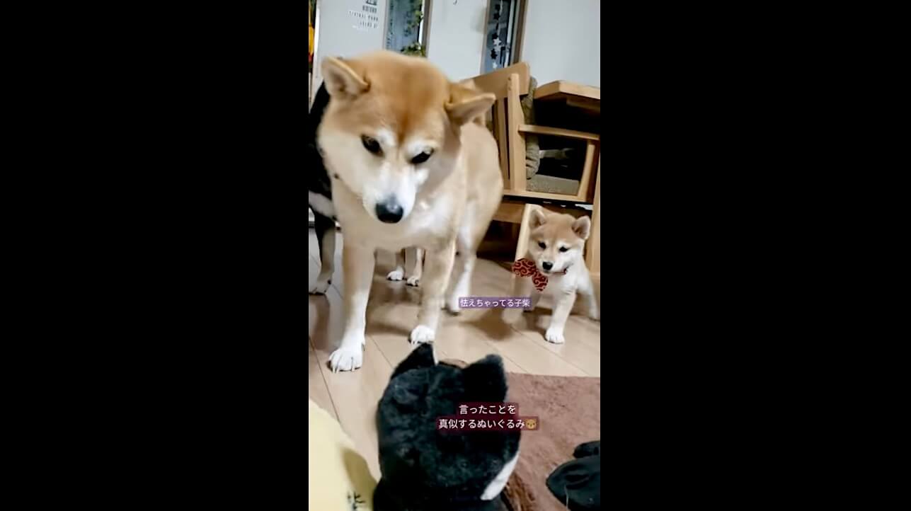 柴犬,動画,イッヌドットライフ