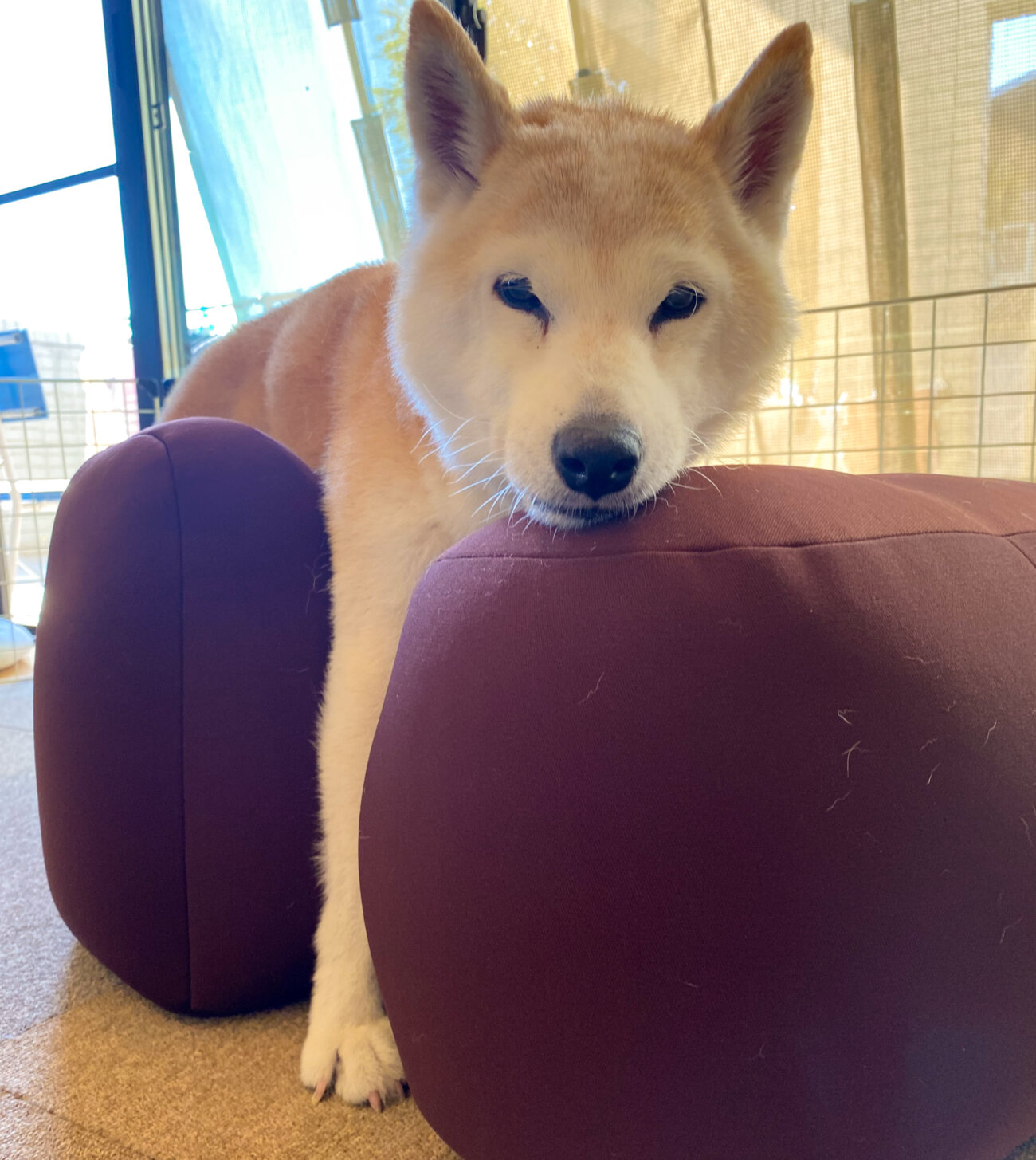 柴犬ライフ,介護,アロン化成,リラクッション